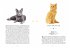 Naturelove. 50 besondere Katzen - Bild 3