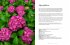 Hydrangeas - Bild 4