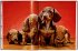 Walter Chandoha. Dogs. Photographs... - Bild 9