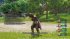 Dragon Quest XI S: Streiter des... - Bild 8