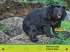 All About Bears - Bild 3