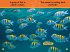 NAT GEO READER - SWIM FISH - Bild 2