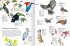 Wunderwelt der Vögel - Bild 4