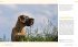 Dog Photography - Shooting with Bow... - Bild 12