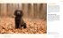 Dog Photography - Shooting with Bow... - Bild 13