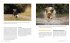 Dog Photography - Shooting with Bow... - Bild 17