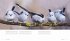 Bildband: Ein Garten voller Vögel -... - Bild 4