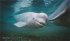 Das geheime Leben der Wale - Bild 3