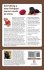 The Complete Guide to Yorkipoos - Bild 2