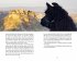 Mit drei Lamas nach Rom  ... - Bild 8