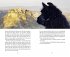 Mit drei Lamas nach Rom  ... - Bild 10