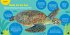 Go Wild! Sea Turtles - Bild 2