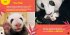Go Wild! Pandas - Bild 3