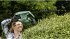 Bosch EasyHedgecut 45... - Bild 6