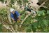 Bosch UniversalChainPole 18... - Bild 9