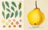 John Derian Sticker Book - Bild 4