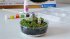Clementoni Harry Potter - Terrarium - Bild 3