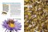 Entdecke die Bienen - Bild 3