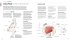 Krafttraining - Die Anatomie verstehen - Bild 6