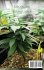 GROWING MARIJUANA - Bild 2