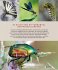 Unsere einzigartige Insektenwelt - Bild 8