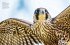 Birds of Prey - Bild 3
