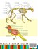 Animal & Cat Anatomy Coloring Book - Bild 2