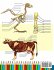 Animal Anatomy Coloring Book - Bild 2