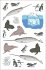Ocean Anatomy Sticker Book - Bild 3