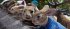 Peter Hase 2 - Ein Hase macht sich vom... - Bild 6