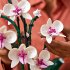 LEGO® 10311 Orchidee - Bild 8