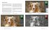 Hunde fotografieren - Kreative Bilder... - Bild 4
