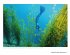Die Welt der Süßwasserquellen - Bild 8