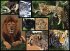 WWF Puzzle 7230057 - Wildkatzen,... - Bild 3