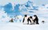 Steiff 057144 - Flaps Pinguin 16 cm,... - Bild 5
