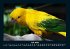 Welt der Vögel 2022 Fotokalender DIN A4 - Bild 12