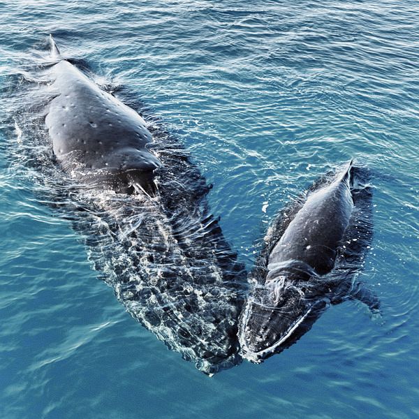 Tierkalender von Fischen Wale und Delfine 2022 Broschürenkalender mit Ferienterminen 30 x 30 cm
