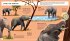 African Elephant (Young Zoologist) - Bild 2