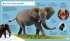 African Elephant (Young Zoologist) - Bild 4