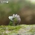 EUGY 650006 - Tricera, Triceratops,... - Bild 7