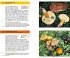 Essbare Pilze und ihre giftigen... - Bild 3