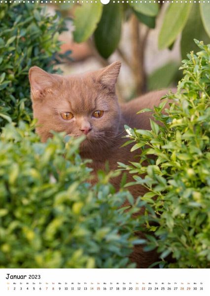 bezaubernde Britisch Kurzhaar Katzen (Wandkalender 2023 DIN A2 hoch ...