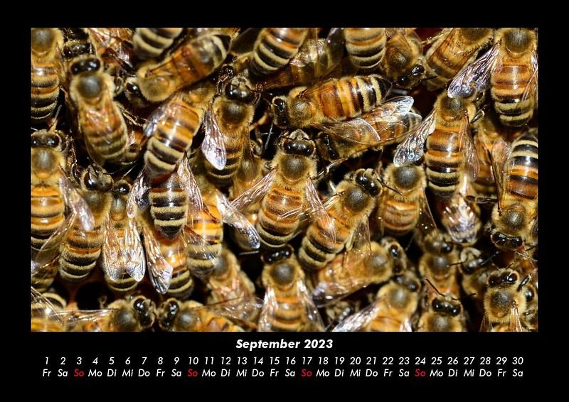 Bienen 2023 Fotokalender DIN A3 von Tobias Becker - Kalender portofrei 