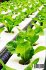 Hydroponics - Bild 2
