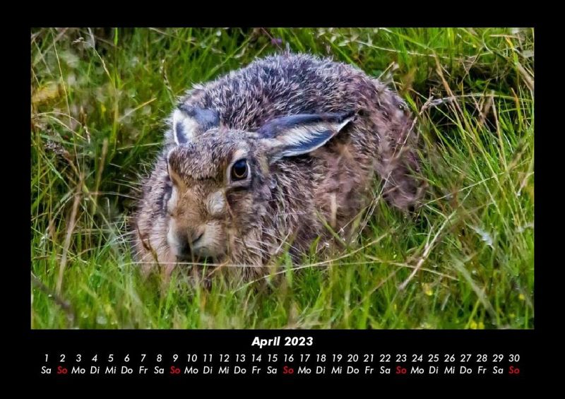 Der Tierkalender 2023 Fotokalender Din A3 Von Tobias Becker Kalender