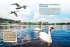 Entdecke Schwäne, Gänse & Enten - Bild 2