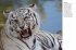Tigers - Bild 3