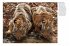 Tigers - Bild 4