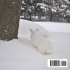 Snow Ball's Bunny Tails - Bild 2