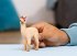 Schleich 70761 - Bayala, Lama Einhorn... - Bild 2